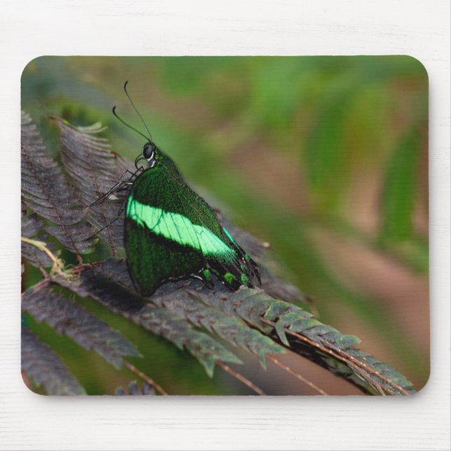 Emerald Swallowtail Musmatta (Framsidan)