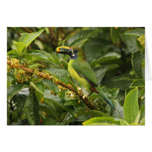 Emerald Toucanet Hälsningskort (Framsidan Horizontal)