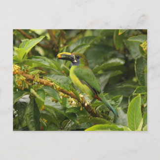 Emerald Toucanet Vykort