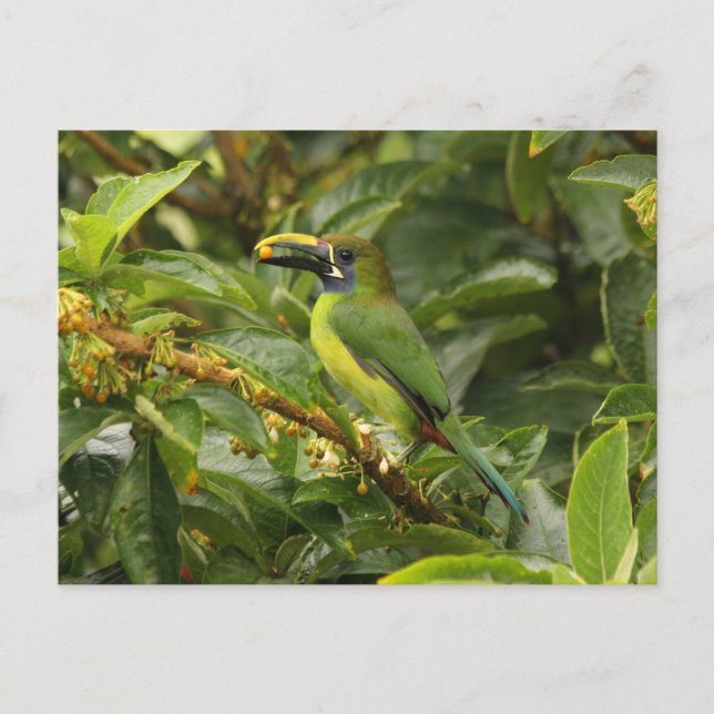 Emerald Toucanet Vykort (Framsida)