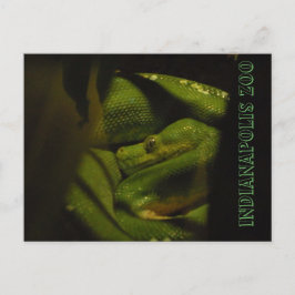 Emerald Träd Boa Indy Zoo Photo Vykort