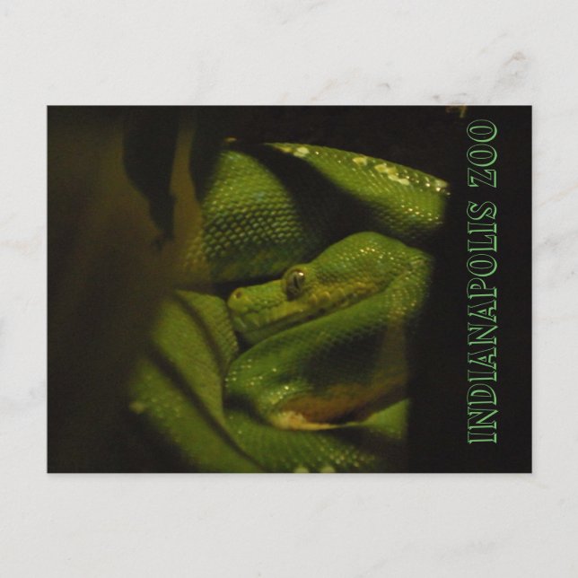 Emerald Träd Boa Indy Zoo Photo Vykort (Framsida)