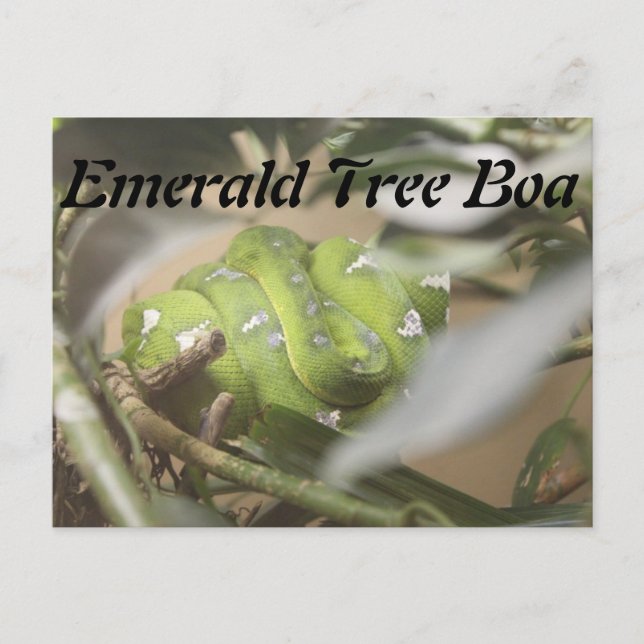 Emerald Träd Boa nr 1 Vykort (Framsida)