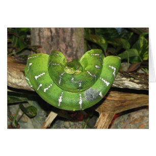 Emerald Träd Boa-snake Card OBS Kort