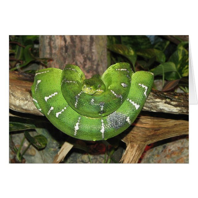 Emerald Träd Boa-snake Card OBS Kort (Framsidan Horizontal)