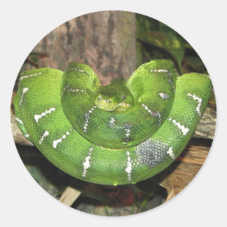 Emerald Träd Boa Snake Sticker Runt Klistermärke