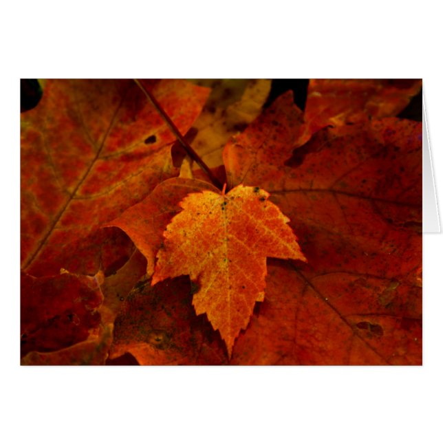 Emerys farstubro III Hälsningskort (Framsidan Horizontal)