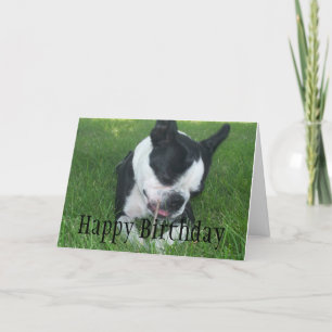 Emma Boston Terrier njuter av en pinne Kort