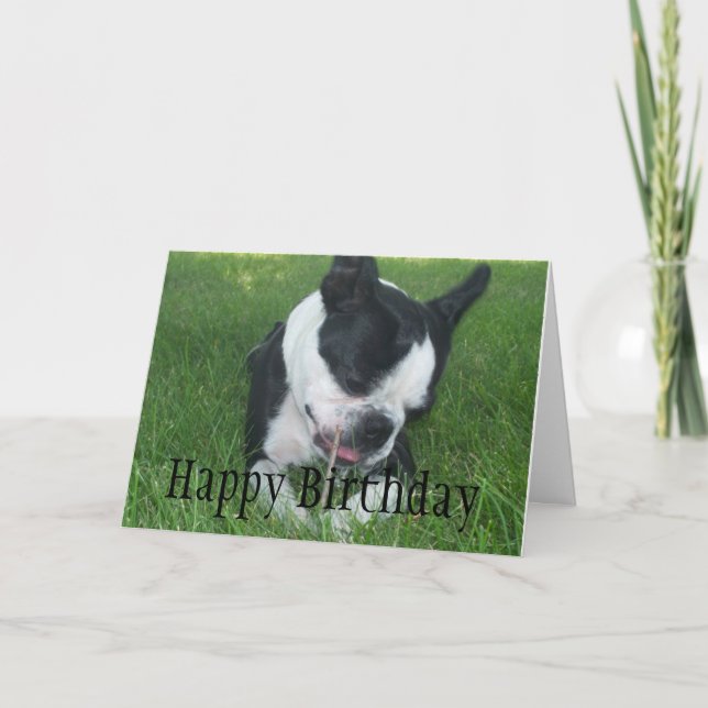Emma Boston Terrier njuter av en pinne Kort (Framsida)
