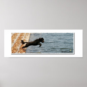Emma, Portugisiska Vatten Hund Poster