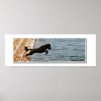 Emma, Portugisiska Vatten Hund Poster