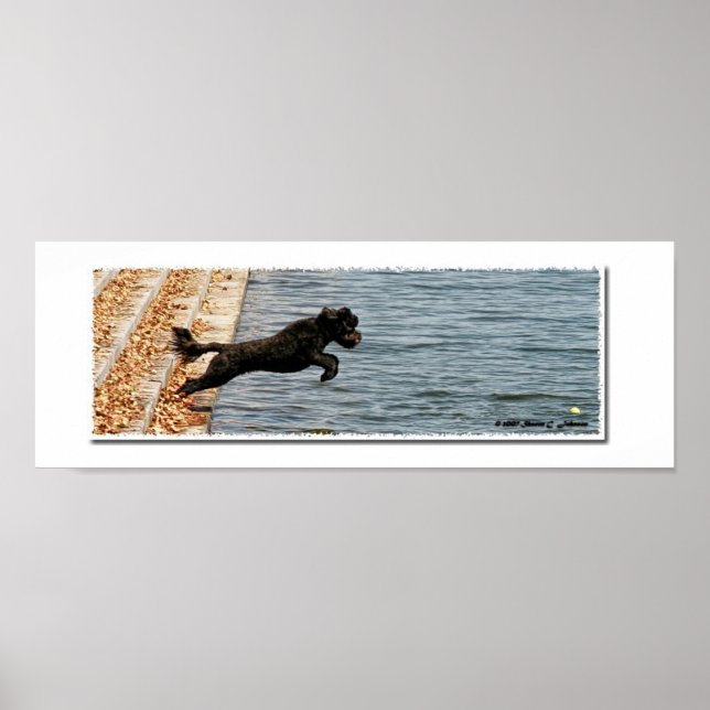 Emma, Portugisiska Vatten Hund Poster (Framsidan)