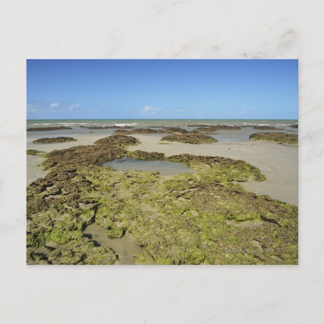 Emmagen Beach, Daintree National Park (UNESCO 4 Vykort (Framsida)