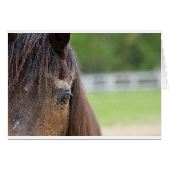 Emma's Öga OBS Kort (Framsidan Horizontal)