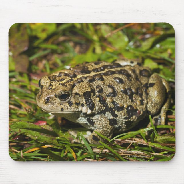 emmonton, alberta, kanada 2 musmatta (Framsidan)