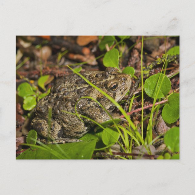 emmonton, alberta, kanada vykort (Framsida)