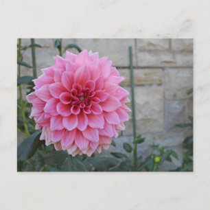 Emory Paul Dinnerplate Dahlia Flower Vykort
