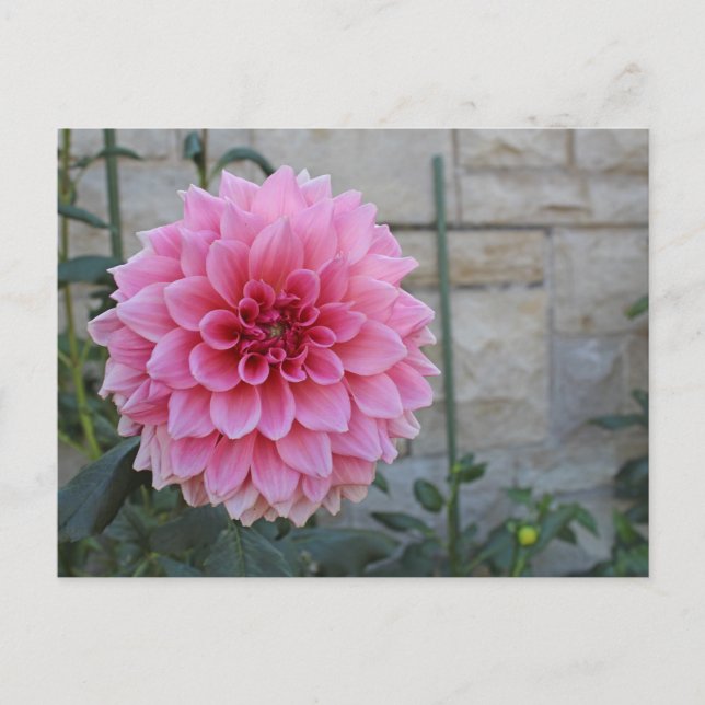 Emory Paul Dinnerplate Dahlia Flower Vykort (Framsida)