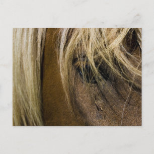 Emotional Horse Vykort