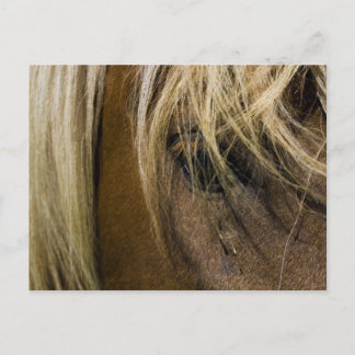 Emotional Horse Vykort