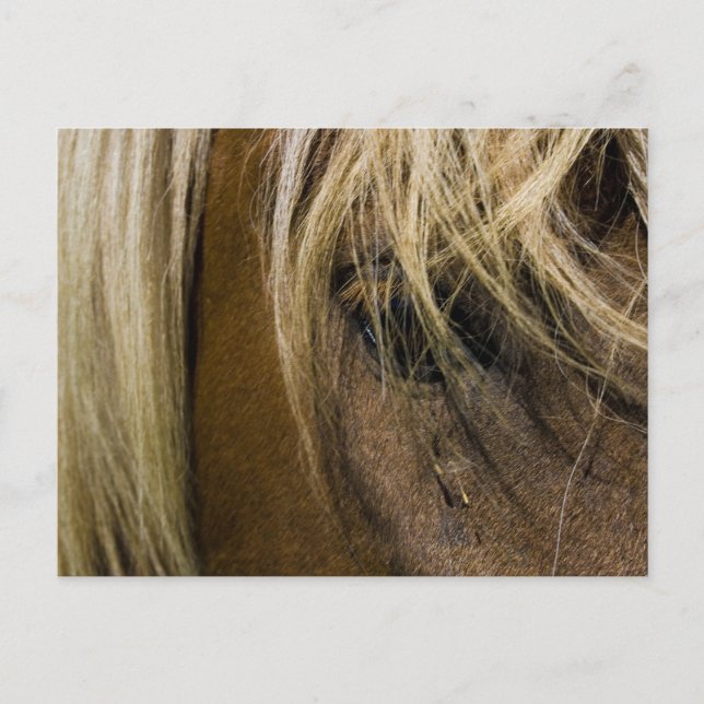 Emotional Horse Vykort (Framsida)