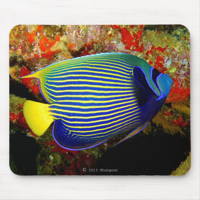 "Emperor Angelfish"の マ ス パ ッ, nr.01 Musmatta (Framsidan)