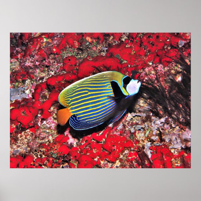 Emperor Angelfish i Maldiverna Poster (Framsidan)