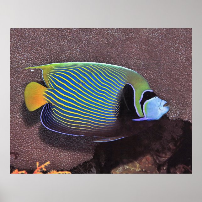 Emperor Angelfish II Poster (Framsidan)