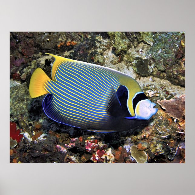 Emperor Angelfish Nusa Penida Poster (Framsidan)