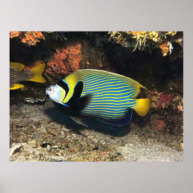 Emperor Angelfish of Raja Ampat Poster (Framsidan)