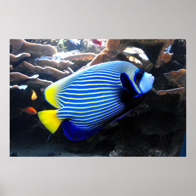 Emperor Angelfish Poster (Framsidan)