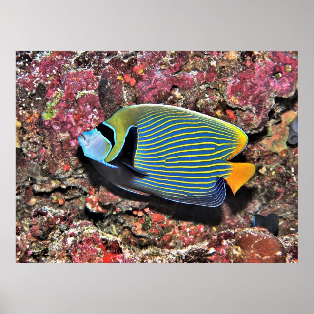 Emperor Angelfish Poster (Framsidan)