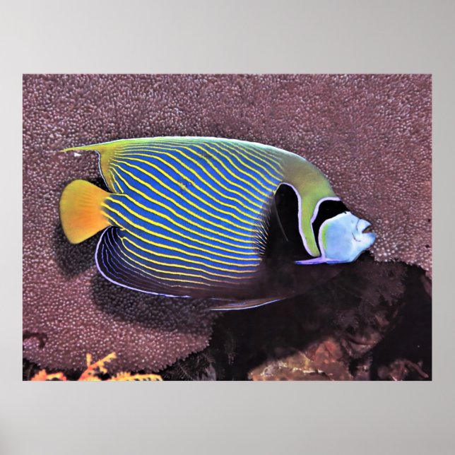 Emperor Angelfish-Raja Ampat Poster (Framsidan)