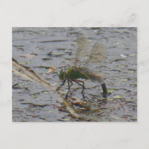 Emperor Dragonfly Stäng DIY-vykort Helg Vykort