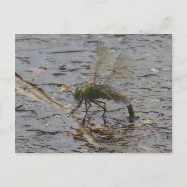 Emperor Dragonfly Stäng DIY-vykort Helg Vykort (Framsida)