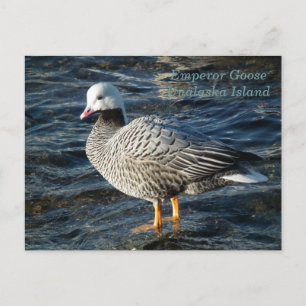 Emperor Goose på Unalaska Island Vykort