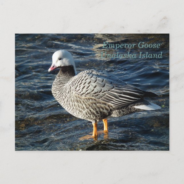 Emperor Goose på Unalaska Island Vykort (Framsida)