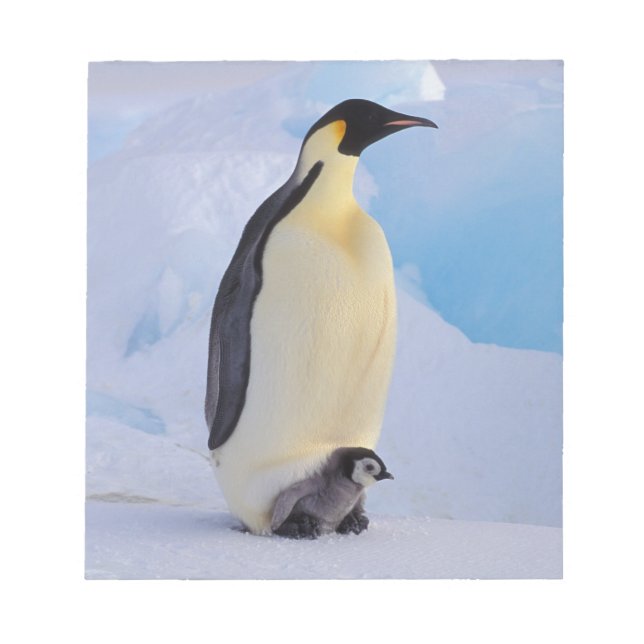Emperor Penguin | Aptenodyte Anteckningsblock (Framsida)