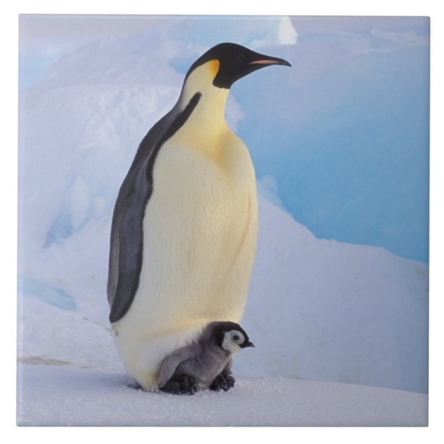 Emperor Penguin | Aptenodyte Kakelplatta (Framsidan)