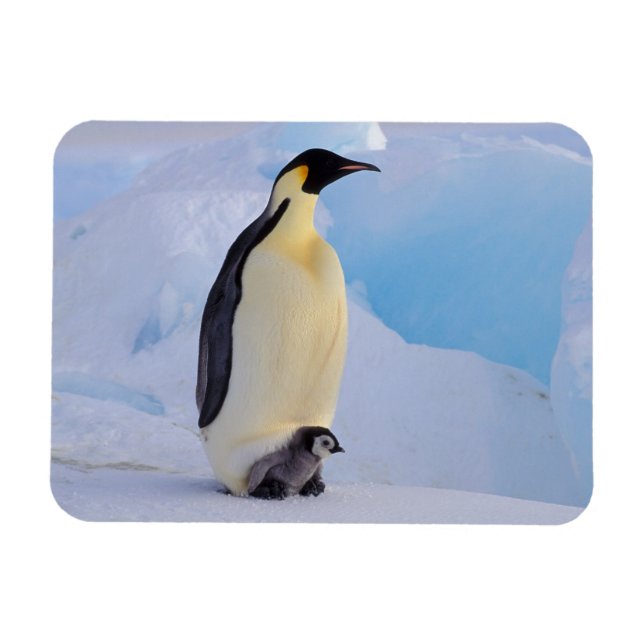Emperor Penguin | Aptenodyte Magnet (Horisontell)