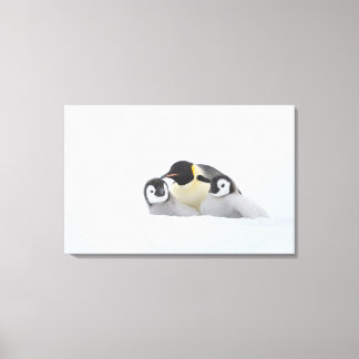 Emperor Penguin (Aptenodytes forsteri) 2 Canvastryck