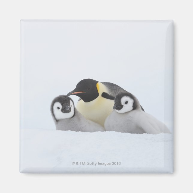 Emperor Penguin (Aptenodytes forsteri) 2 Magnet (Framsidan)