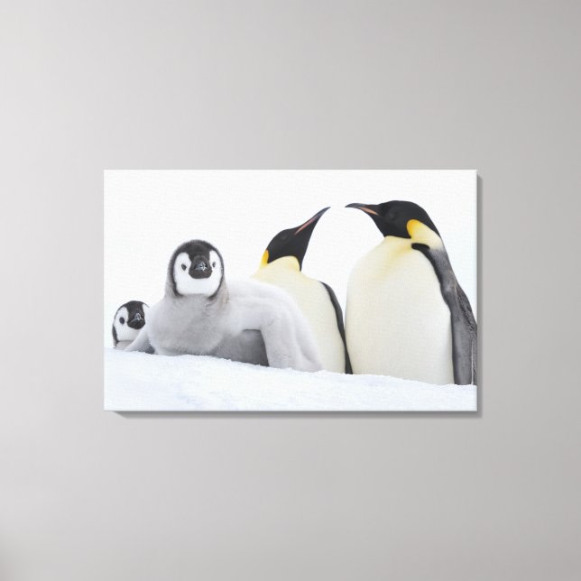 Emperor Penguin (Aptenodytes forsteri) Canvastryck (Framsida)