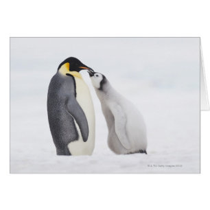 Emperor penguin (Aptenodytes forsteri), chick Hälsningskort