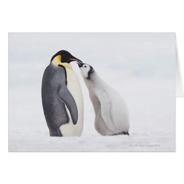 Emperor penguin (Aptenodytes forsteri), chick Hälsningskort (Framsidan Horizontal)