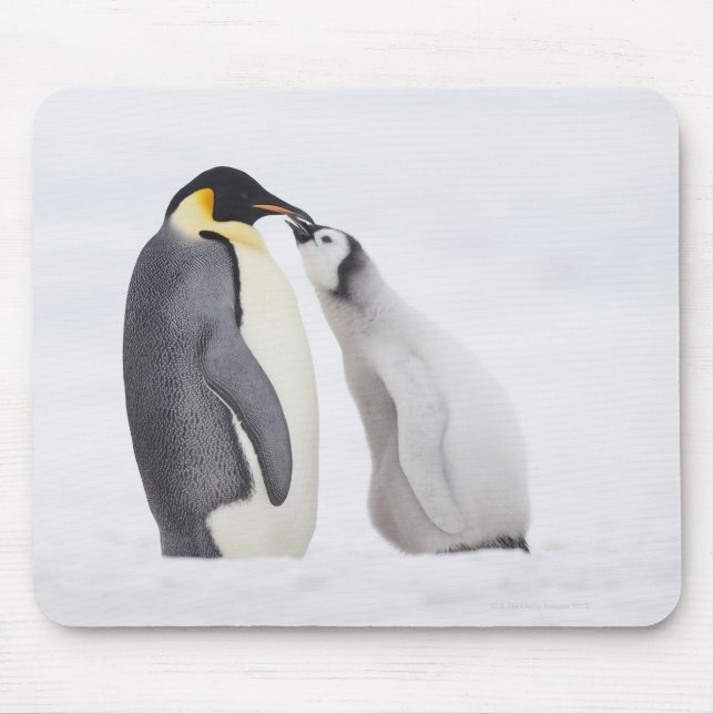 Emperor penguin (Aptenodytes forsteri), chick Musmatta (Framsidan)