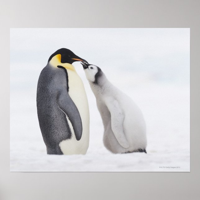 Emperor penguin (Aptenodytes forsteri), chick Poster (Framsidan)