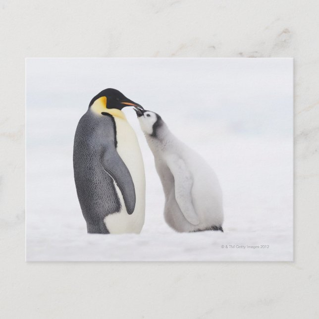 Emperor penguin (Aptenodytes forsteri), chick Vykort (Framsida)