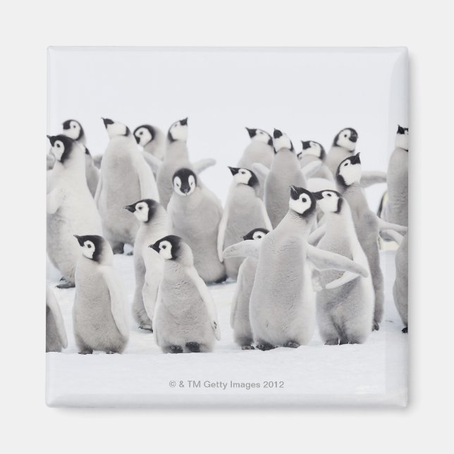 Emperor penguin (Aptenodytes forsteri), grupp av Magnet (Framsidan)