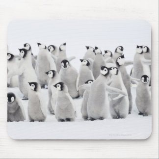 Emperor penguin (Aptenodytes forsteri), grupp av Musmatta
